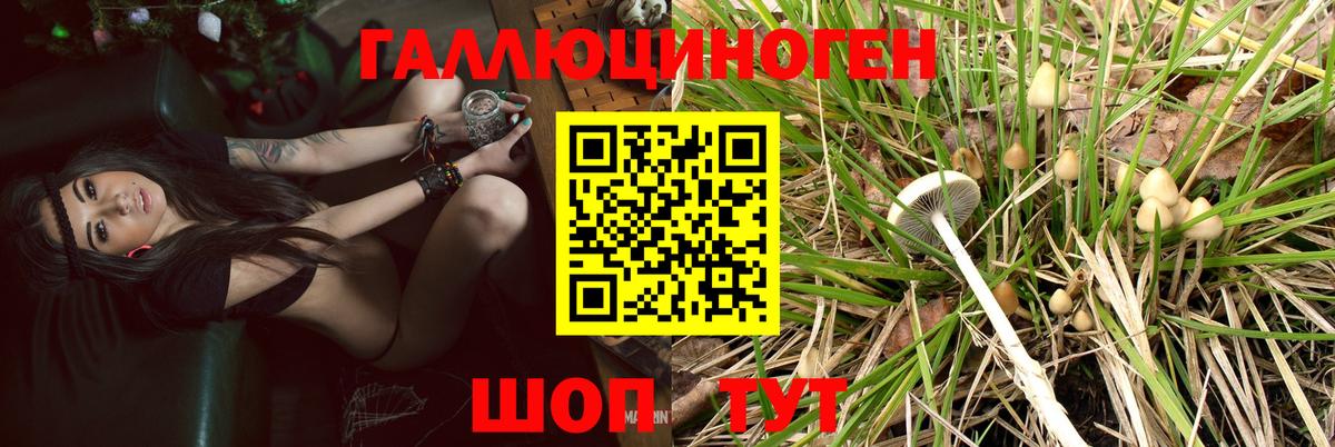 Псилоцибиновые грибы Psilocybine cubensis Балтийск